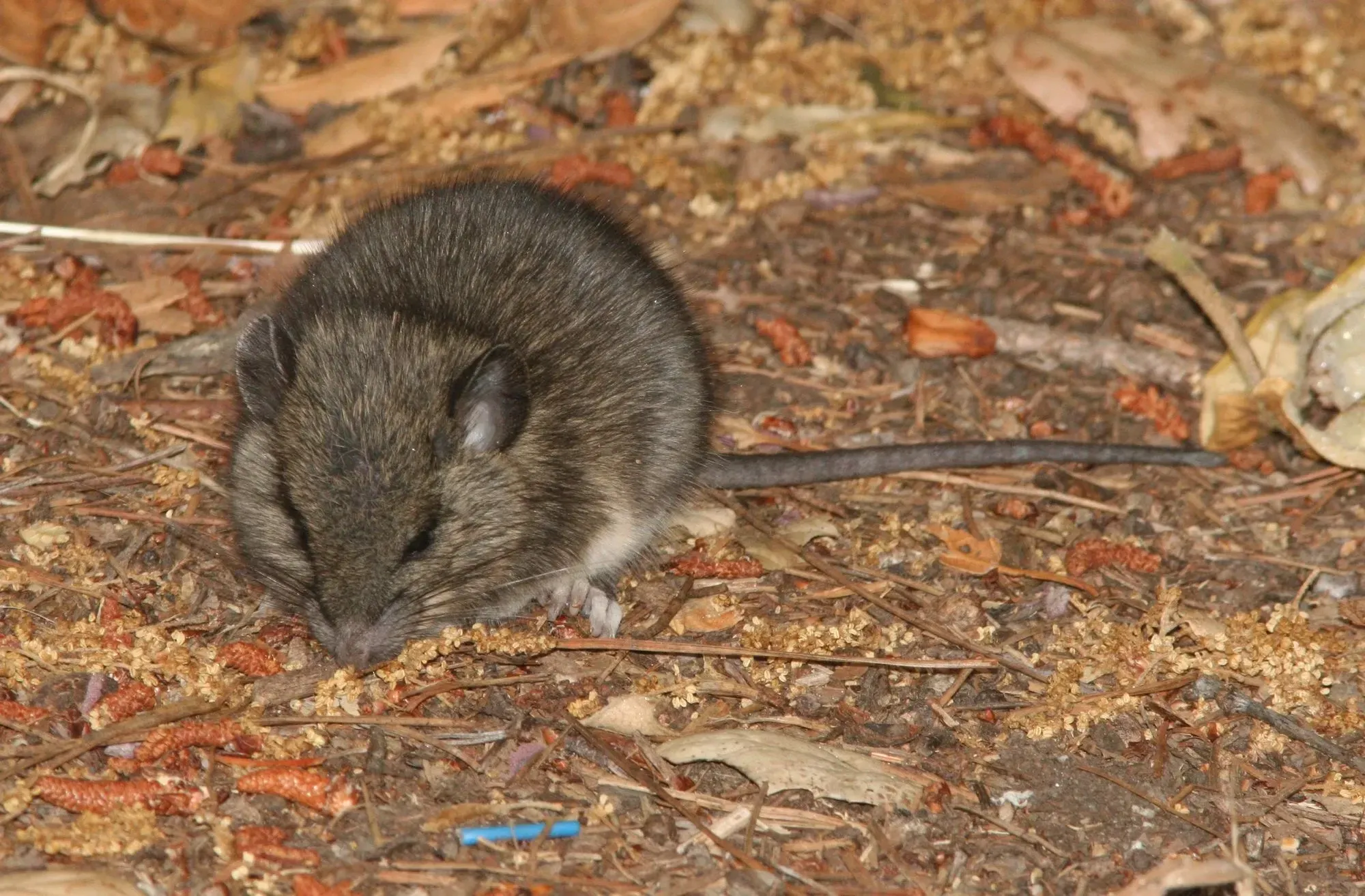 California mice facts are all about their diet, predators, behavior, and nests.