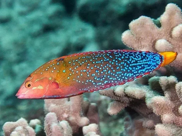 Clown wrasse are colorful and eye-catching fishes