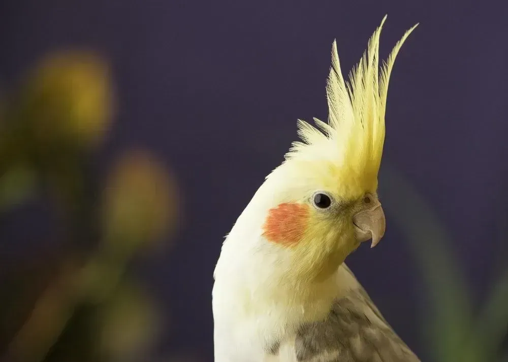 The long life span of cockatiels makes them excellent pet birds