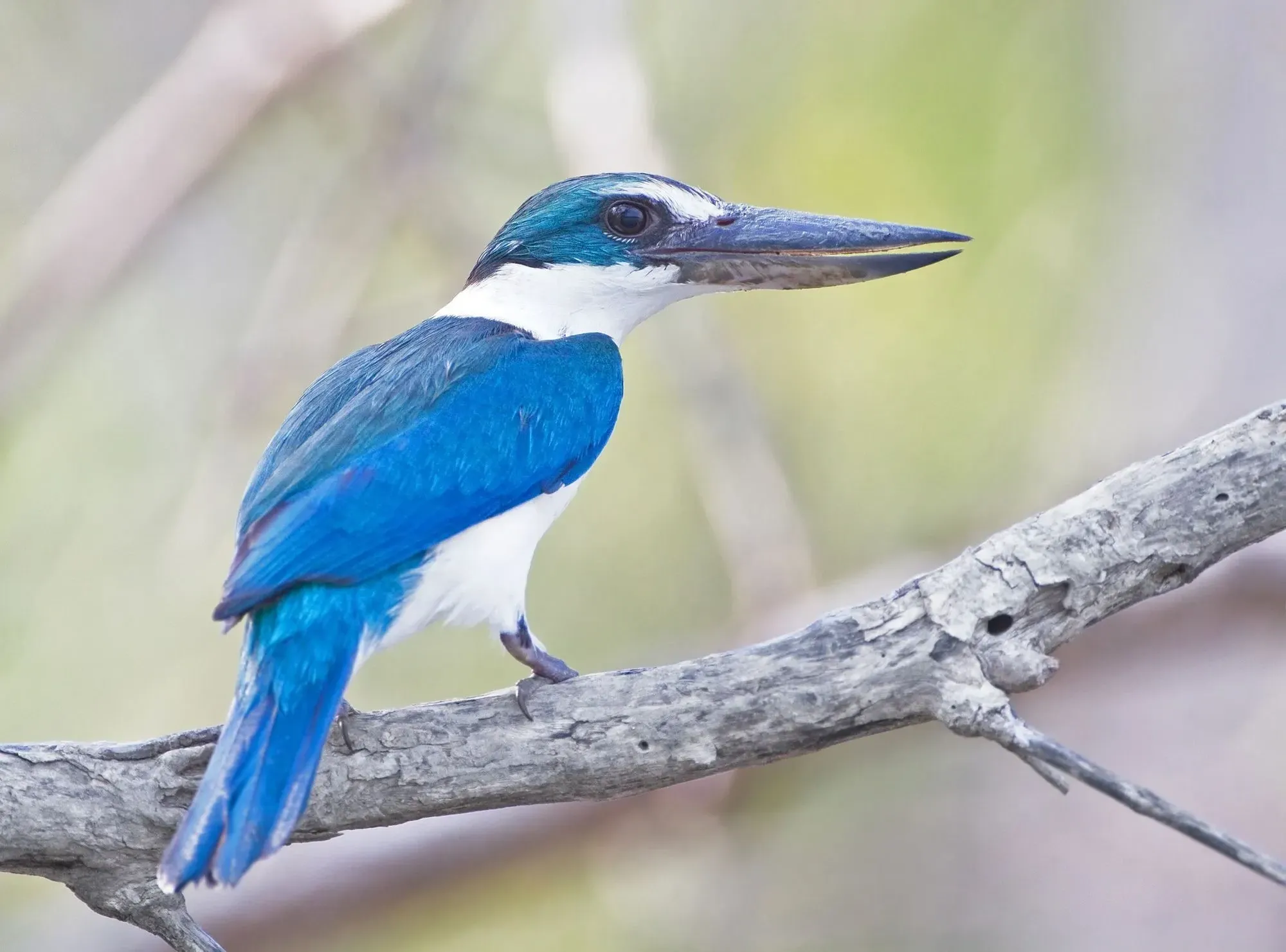 Collared kingfisher facts are about territorial birds that sometimes have blue feathers.