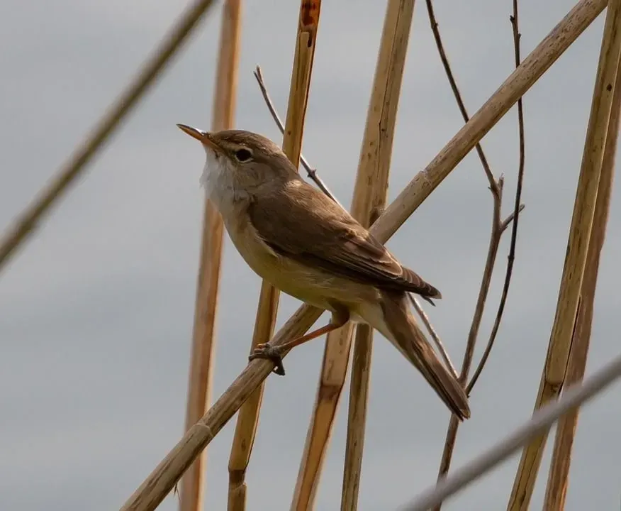 Cool stuff you didn't know about the great reed warbler.
