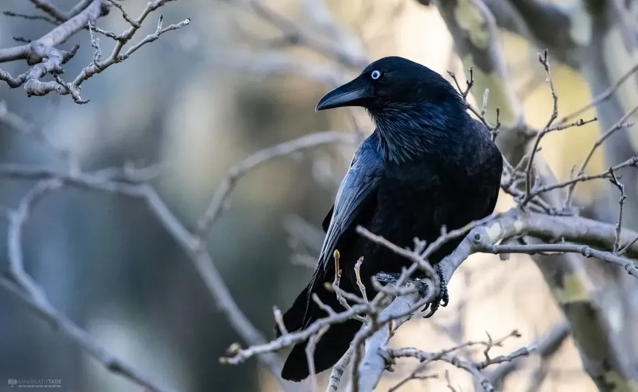 Cool things you should not miss about forest raven or Corvus tasmanicus.