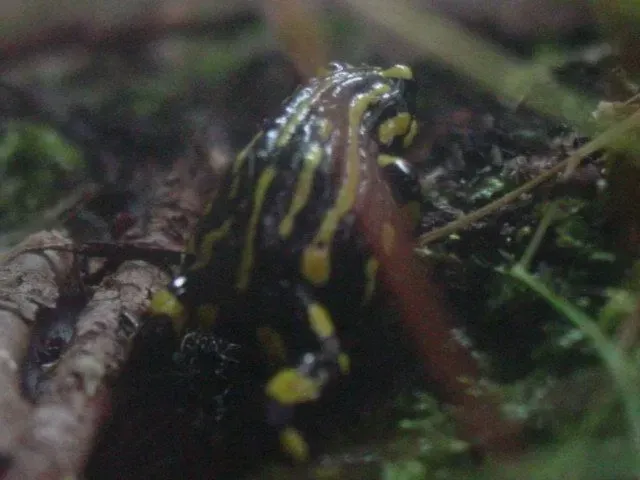 Corroboree frogs make burrows in sphagnum bogs.