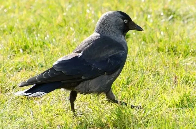 Like crows and jays, jackdaws also are members of the Corvidae family.