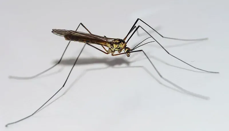 Crane fly are called 'daddy long legs' because of their extremely long and thin legs.