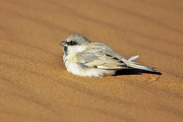 Desert sparrow facts tell about the Old World sparrow species.