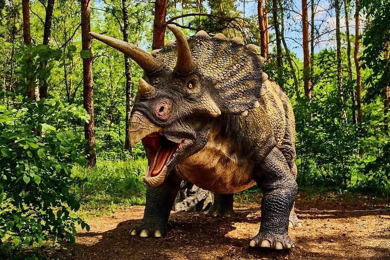Triceratops huge dinosaur of Jurassic era