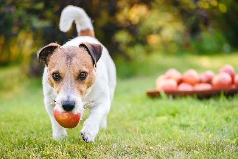Harvest festival concept with dog fetching apple from pile of apples