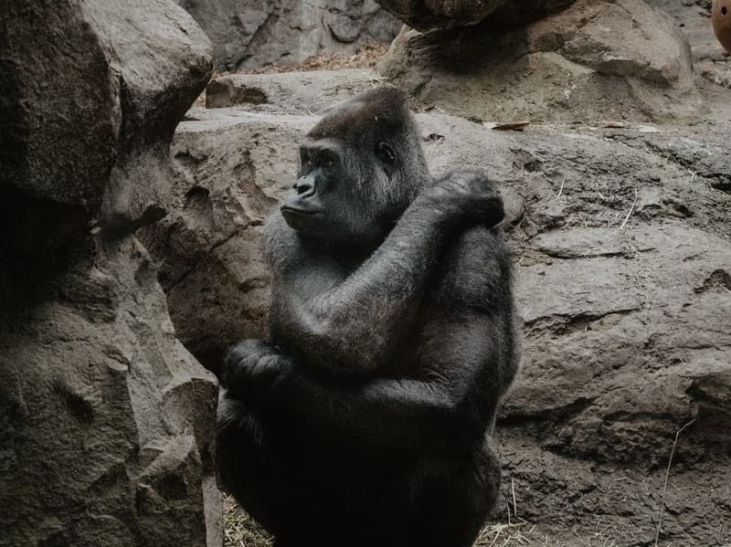 Facts about eastern lowland gorilla habitat and eastern lowland gorilla diet intrigue us.