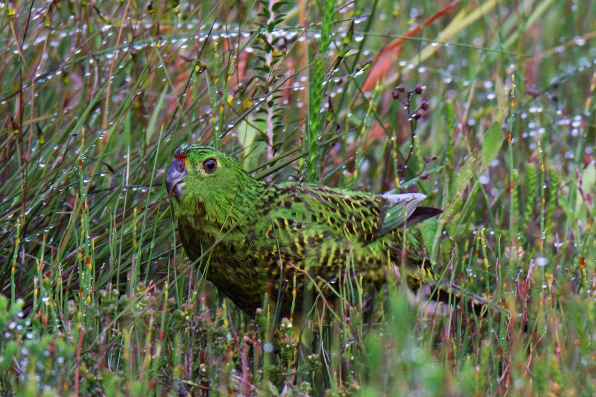 The Eastern ground parrot is a colorful bird.