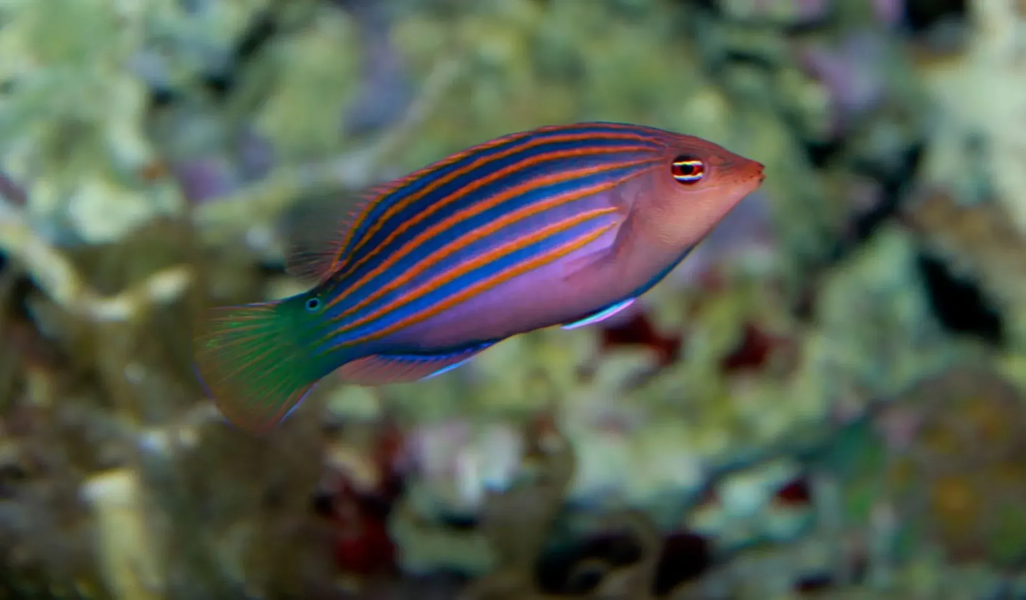 Eight-lined wrasse considered to be reef safe.