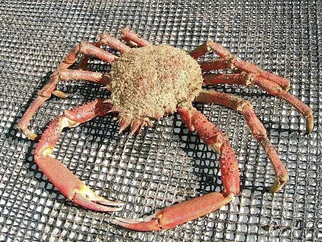 The European spider crab size (scientific name Maja squinado) is quite small compared to other spider crab species, and it is covered with a number of spines on its oval orange body.