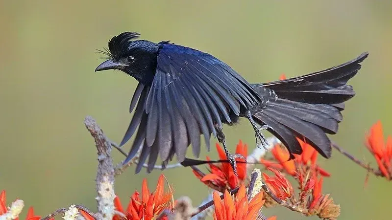 Facts and information about greater racket-tailed drongos are amusing!