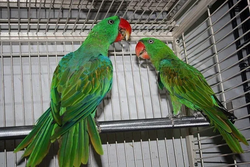 Facts on great-billed parrots are cute.