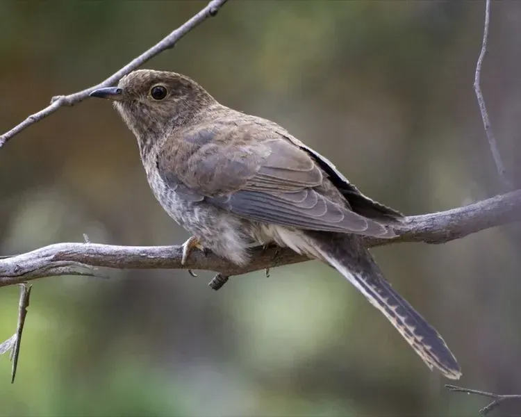 Fan-tailed cuckoo facts are about common birds of South Western Australia.