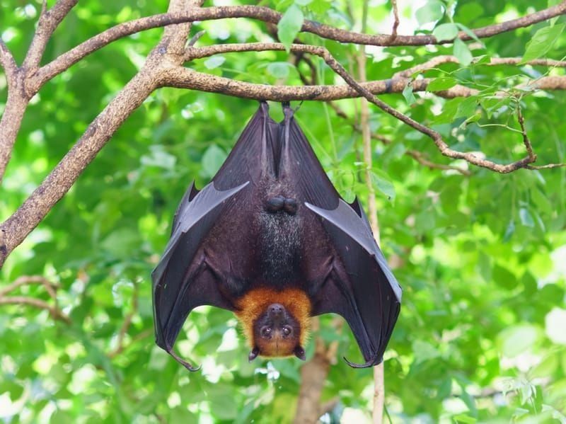 Fruit bats have dichromatic and binocular vision.