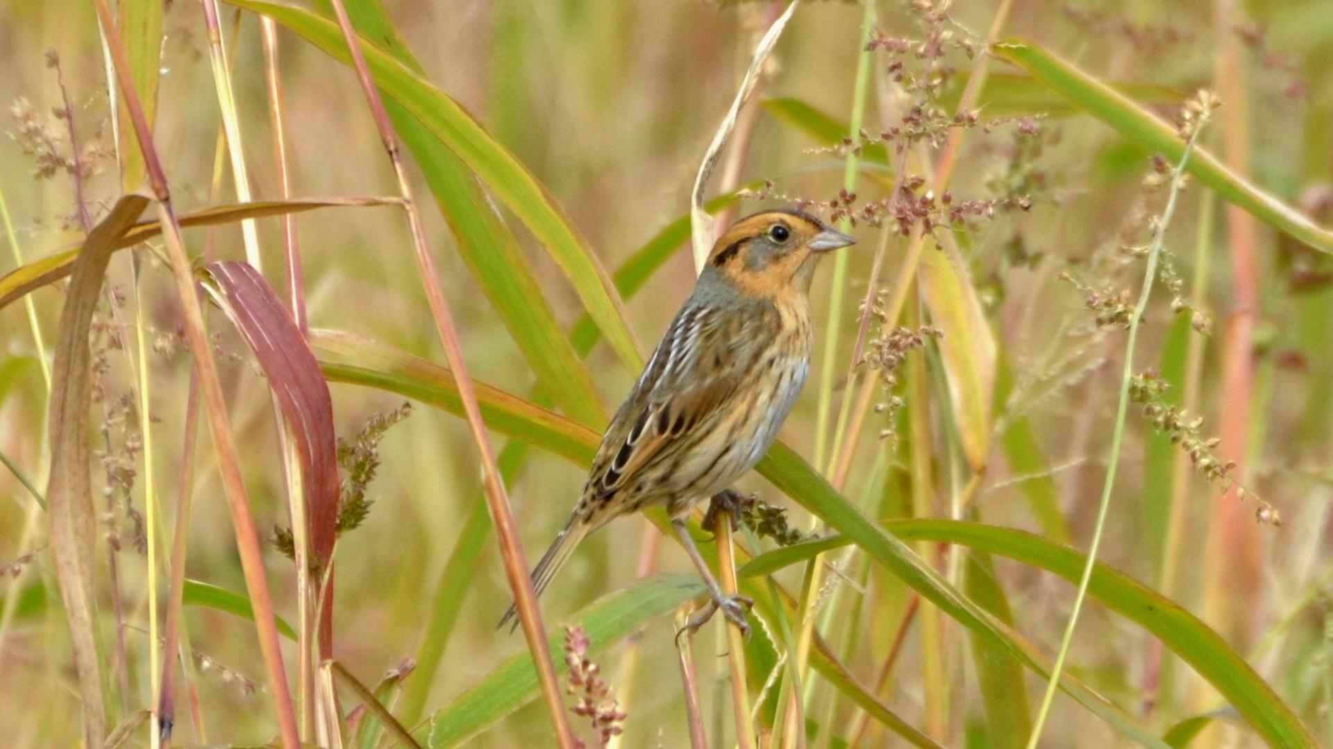 Fun Nelson's Sparrow Facts For Kids
