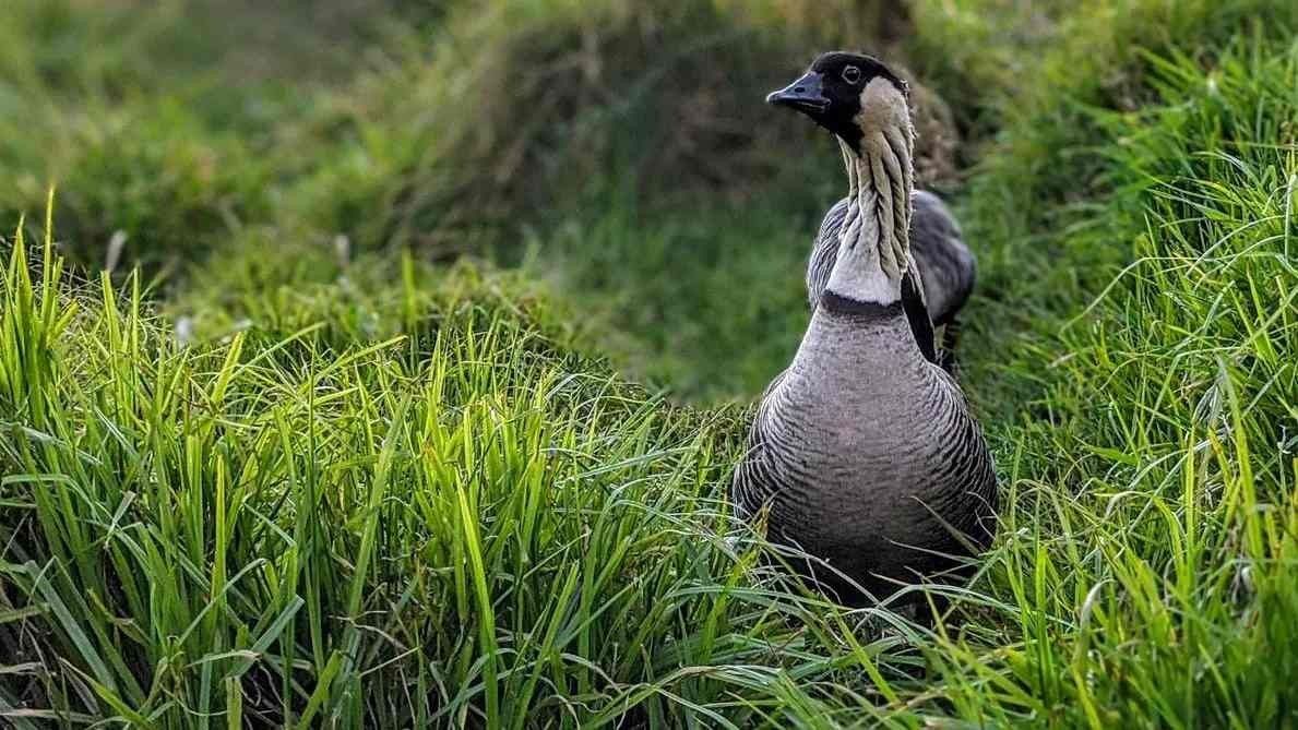 A Nene goose in a grassland.