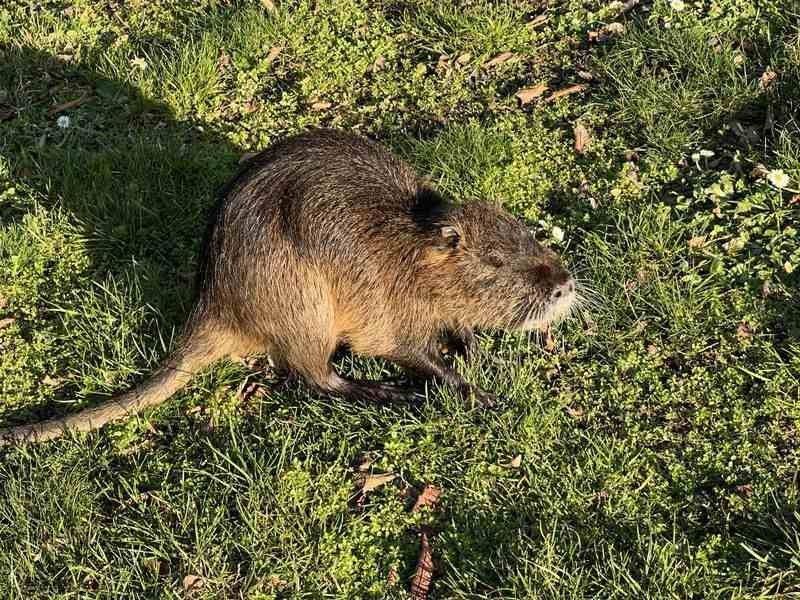 Fun Nutria Facts For Kids