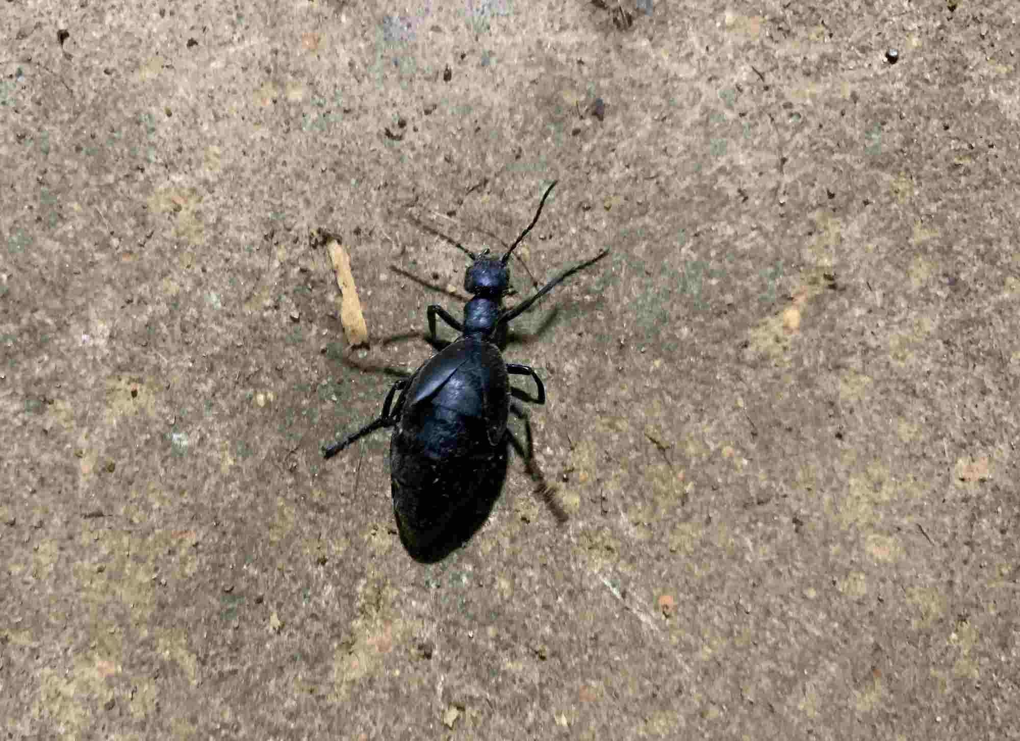 Fun Oil Beetle Facts For Kids
