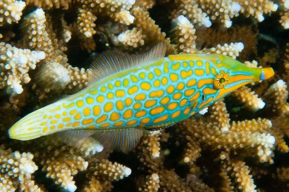 Fun Orange Spotted Filefish Facts For Kids
