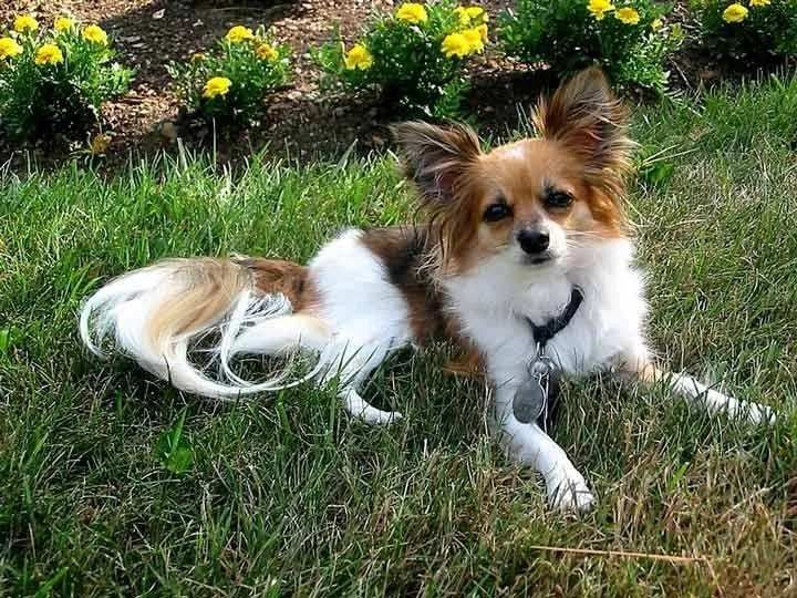 Papillon Chihuahua facts for dog lovers