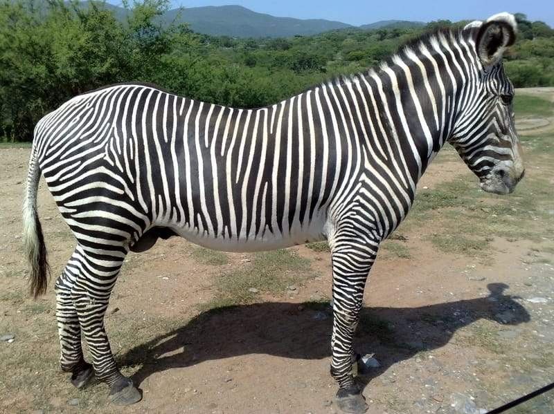 Fun Plains Zebra Facts For Kids