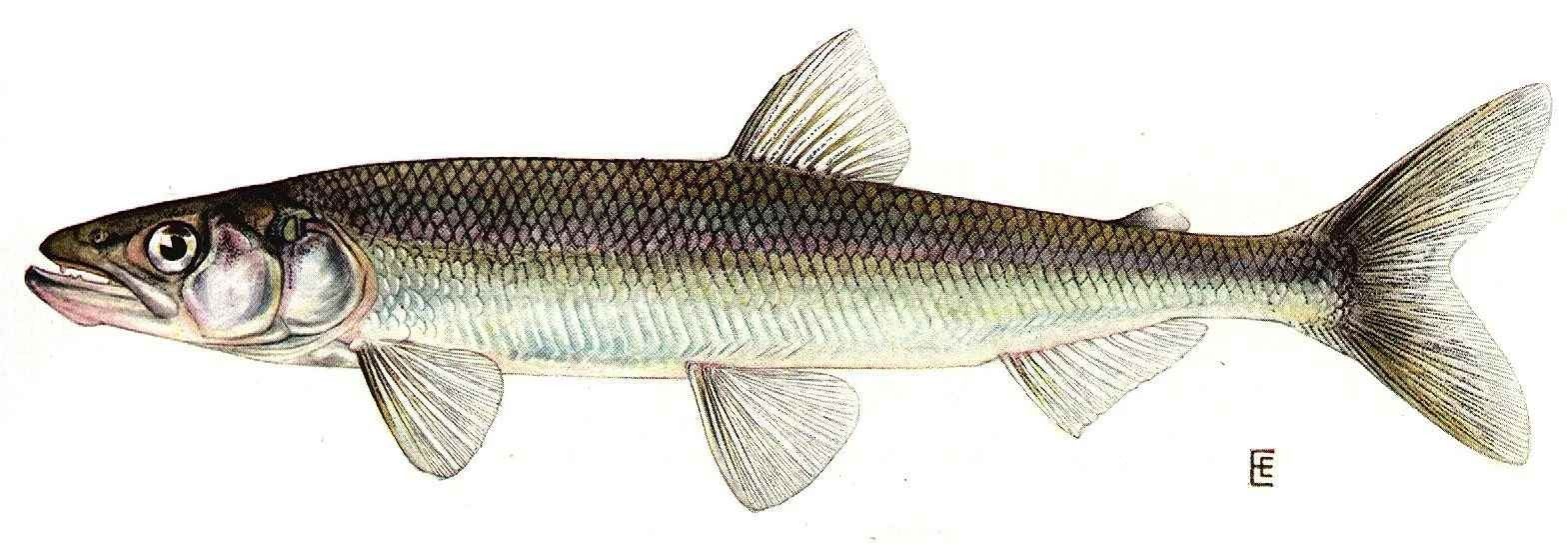 Fun Rainbow Smelt Facts For Kids