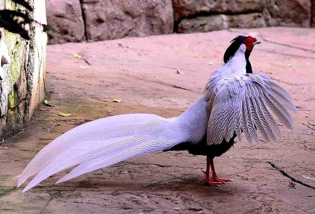 Fun Silver Pheasant Facts For Kids