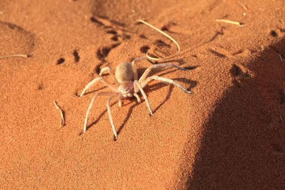 Fun Six Eyed Sand Spider Facts For Kids