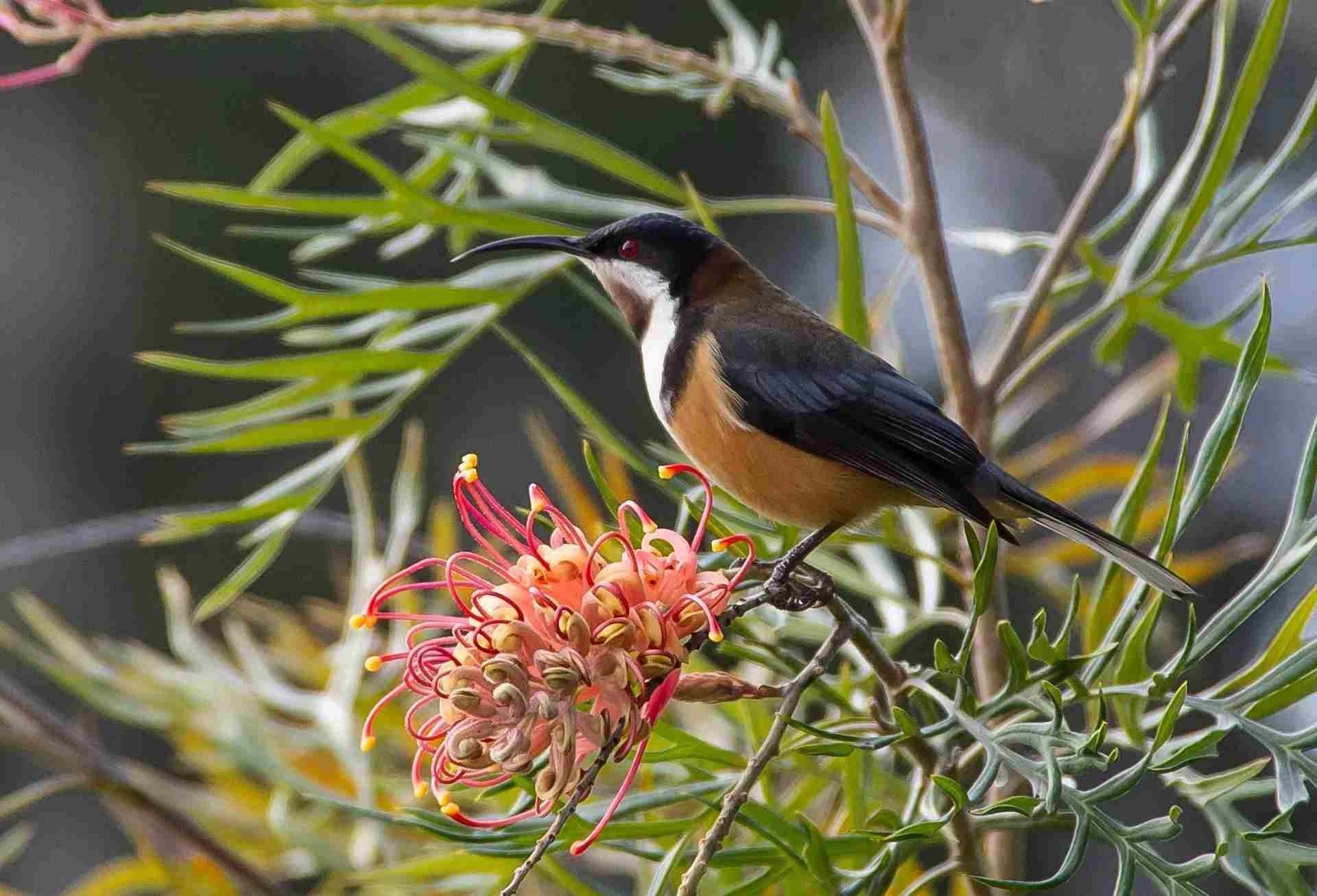 Fun Spinebill Facts For Kids