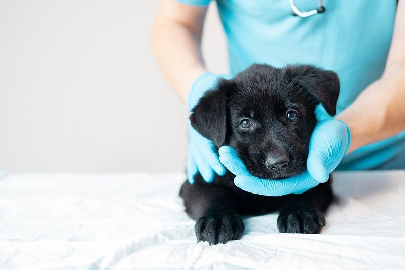 Fluffy German Shepherd puppy on veterinarian's hands