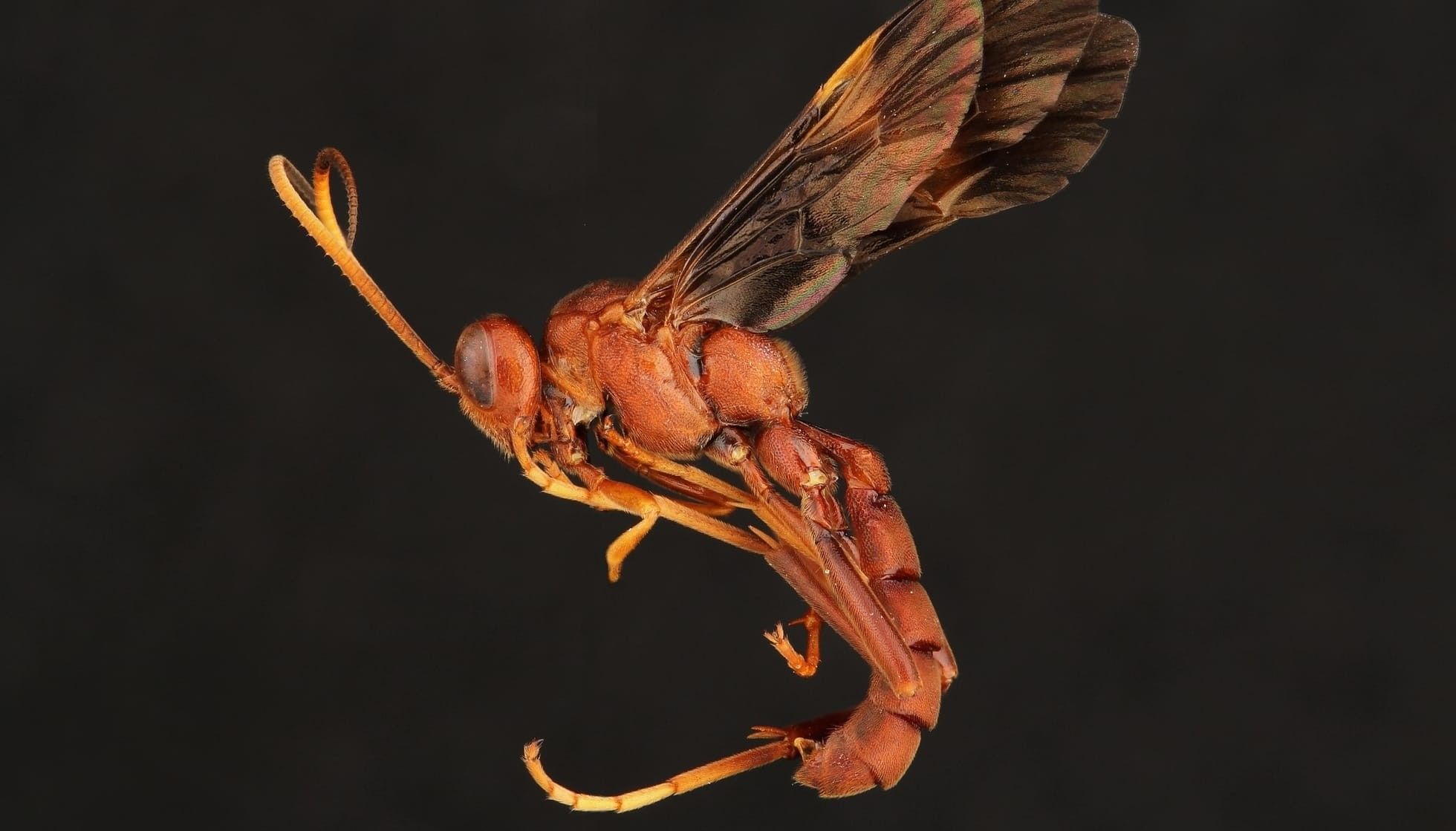 Fun Giant Ichneumon Wasp Facts For Kids | Kidadl