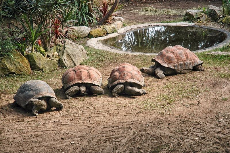 Group of four giant turtles next to water pond. 