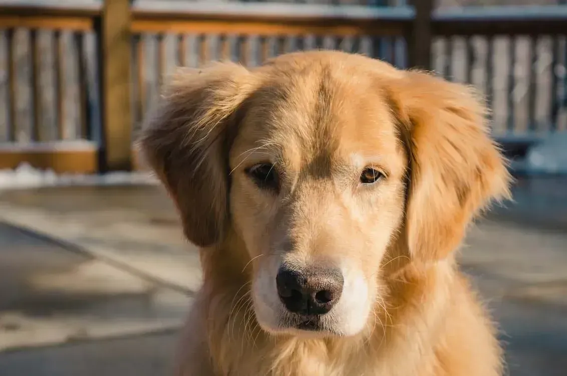 One of the beautiful Goberian's parent breeds is a Golden Retriever.