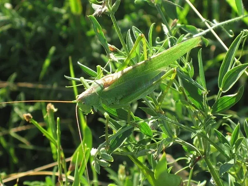 Great green bush-crickets are beautiful.