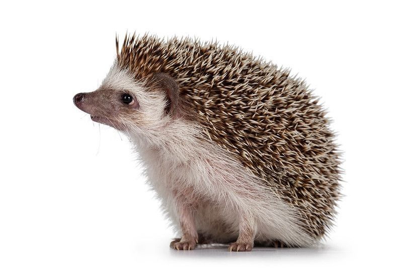 Hedgehog Sitting side ways