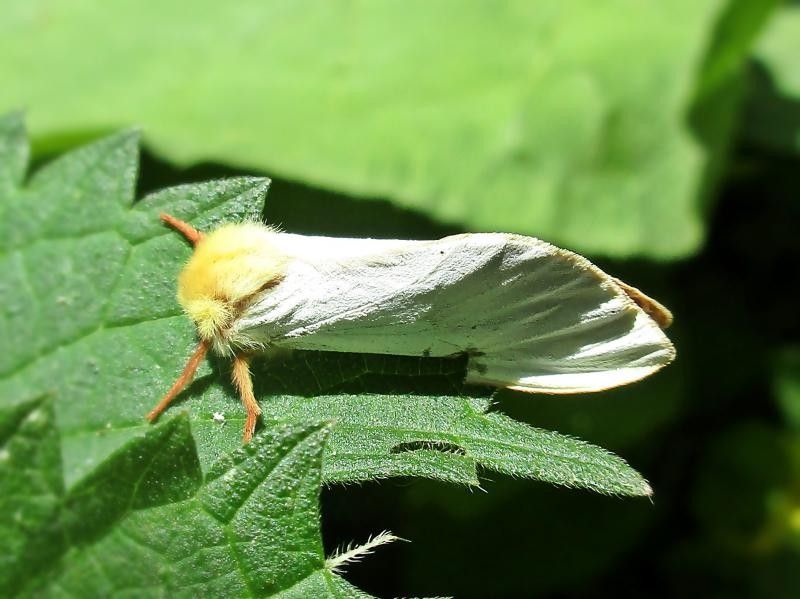 A ghost moth on a leaf.