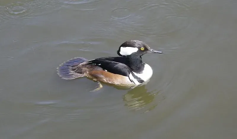Hooded merganser duck in the water.