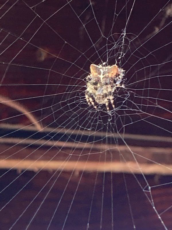 Cat-Faced Spider resting on its web - Animal Facts