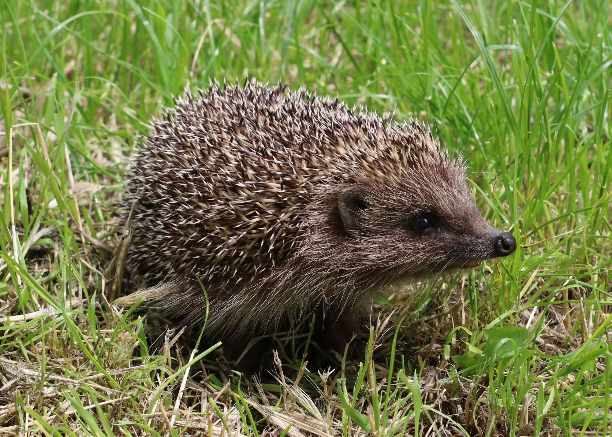 Indian Hedgehog animal facts are amazing.