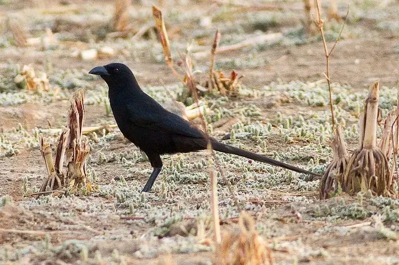 It is a black bird with a long brown tail