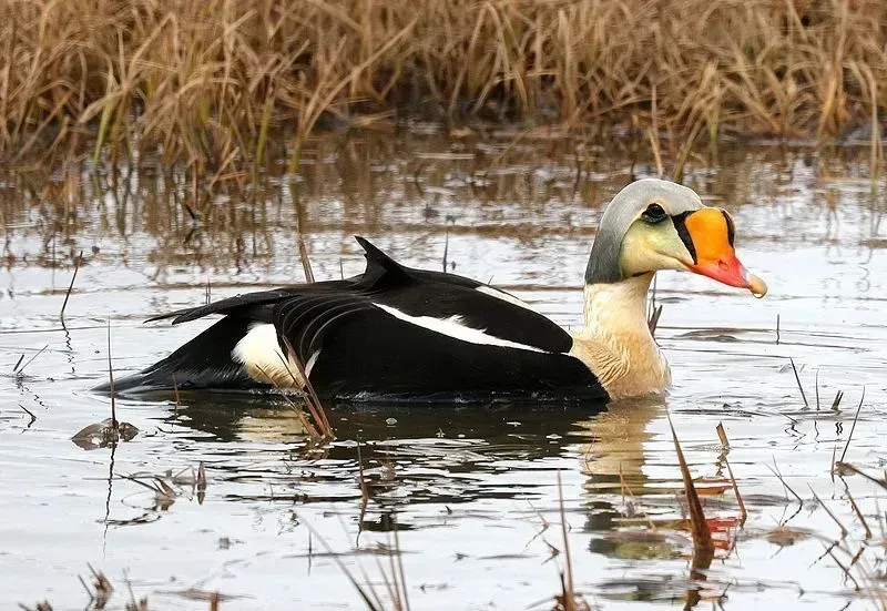 The green head, red beak, and orange bill are found on adult males.