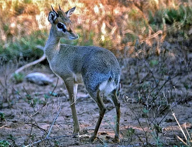 Kirk's dik-diks are a small antelope species whose females are slightly larger and heavier than the males, while only the males have small horns.