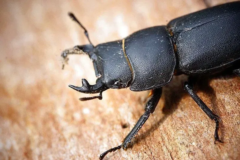Known for its antler-like jaws, this aptly named beetle looks quite fierce.
