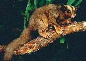 Mahogany glider is an endangered species.