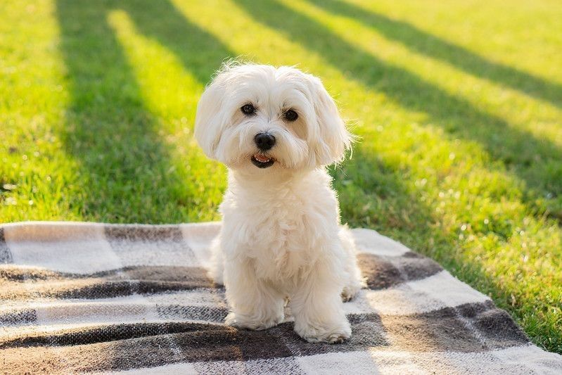Maltese dog sits on a blanket