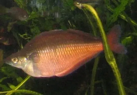 Melanotaenia herbertaxelrodi is a tropical fish that can also survive in tank or aquarium water.