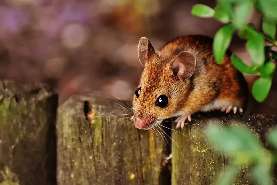 Among the mouse facts is that mice are found throughout the world.