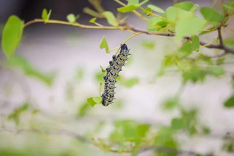 Mopane worms larvae are black in color with colorful bands and spines.